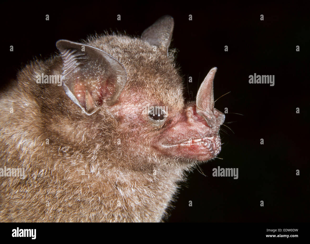 Seba's Short-tailed fruit bat (Carollia perspicillata) portrait, Limon, Costa Rica. Stock Photo