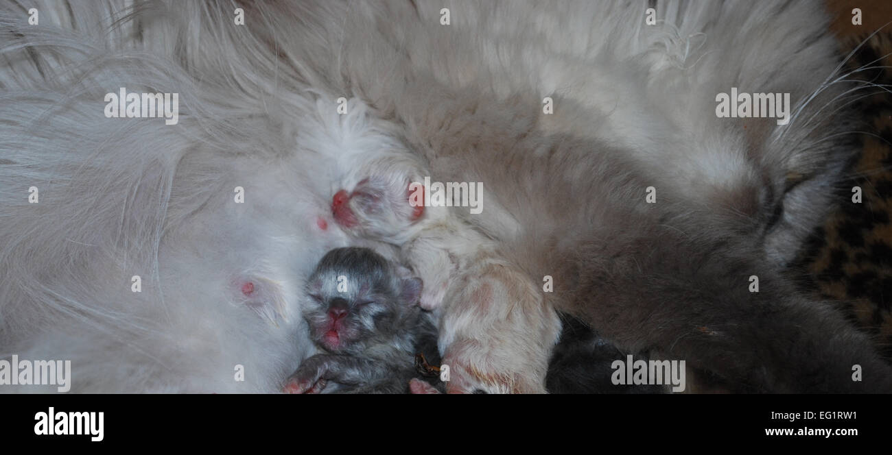 Momma Himalayan Cat and Her New Born Kittens Stock Photo