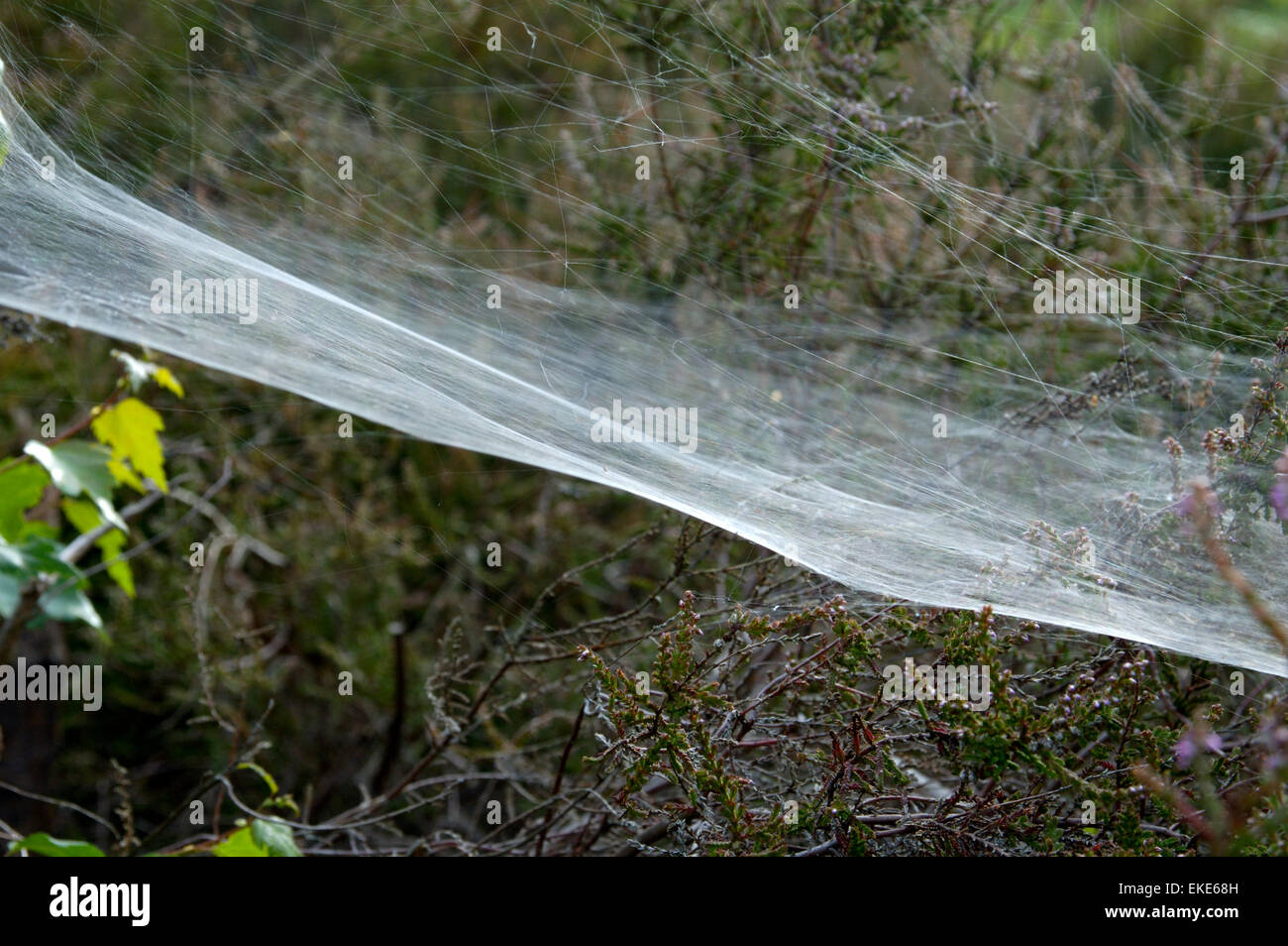 Spider's Web Stock Photo