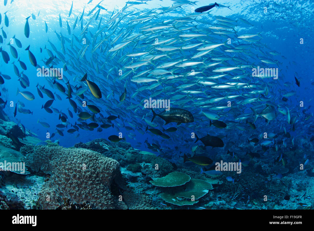 PX0379-D. fish schooling over seamount. Rainbow Runners (Elagatis bipinnulatus), Sleek Unicornfish (Naso hexacanthus) Stock Photo