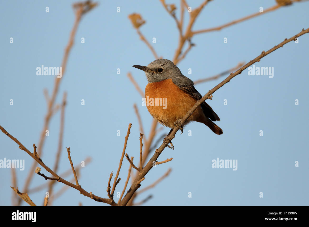 Short-toed rock-thrush, Monticola brevipes,  single bird on branch, South Africa, August 2015 Stock Photo