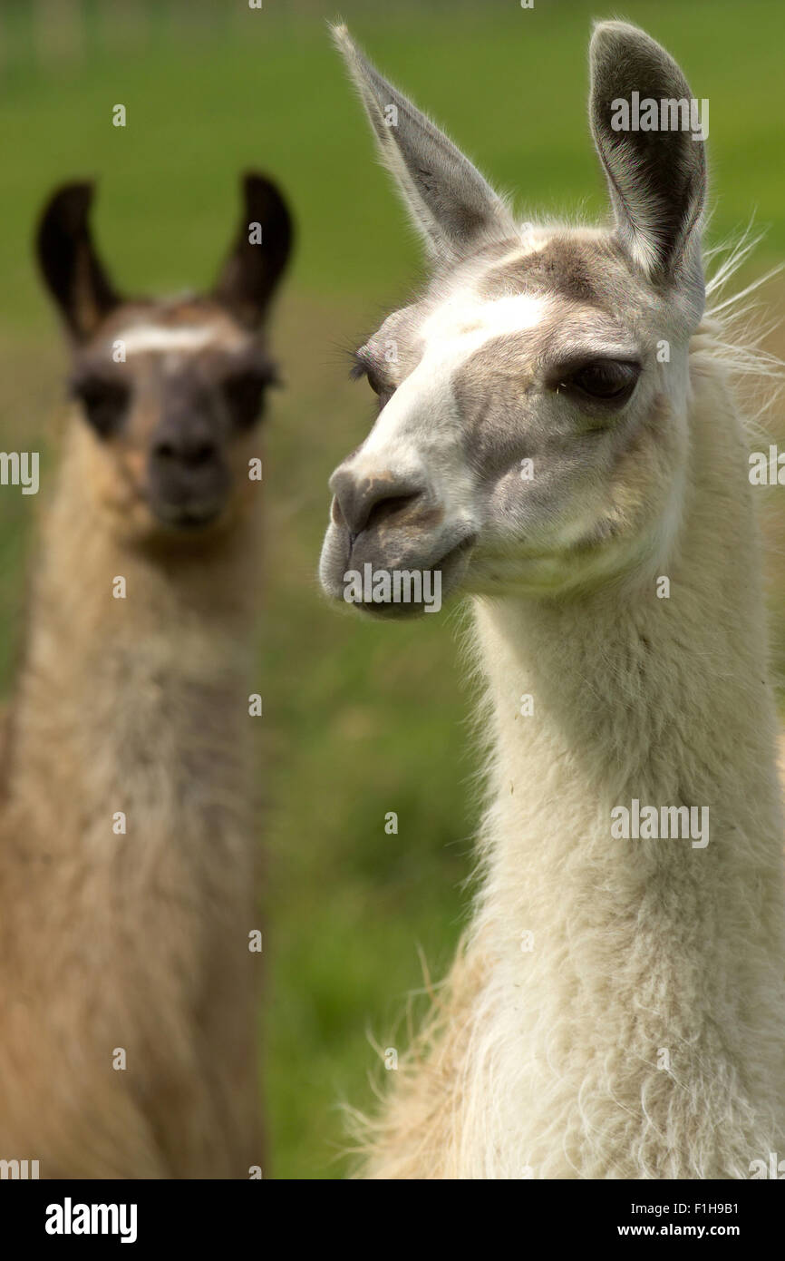 Llamas / South American animals Stock Photo