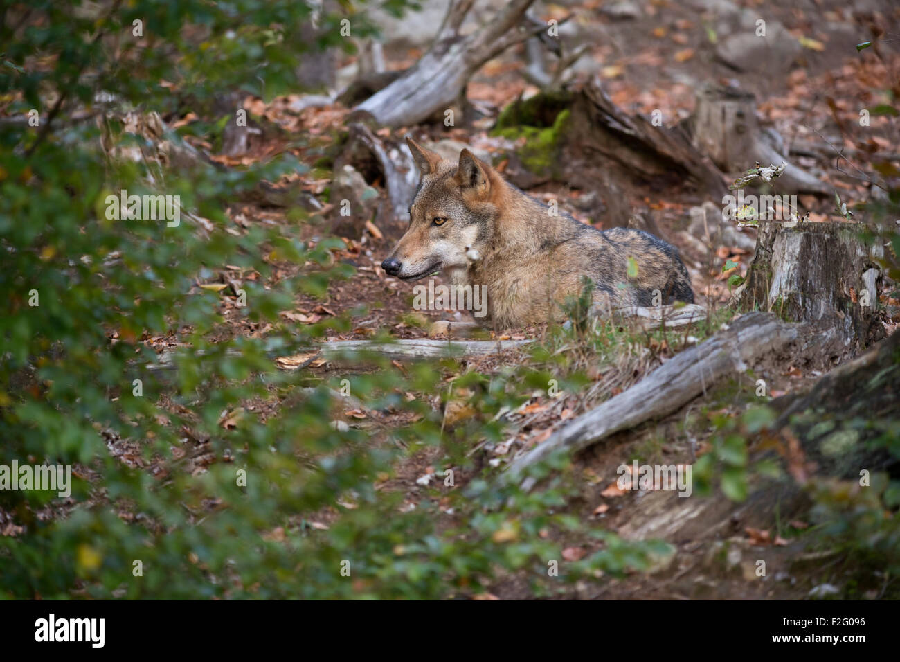 Eurasian Wolf / Grey Wolf / Europäischer Wolf ( Canis lupus ) resting, lying between bushes, well camouflaged. Stock Photo