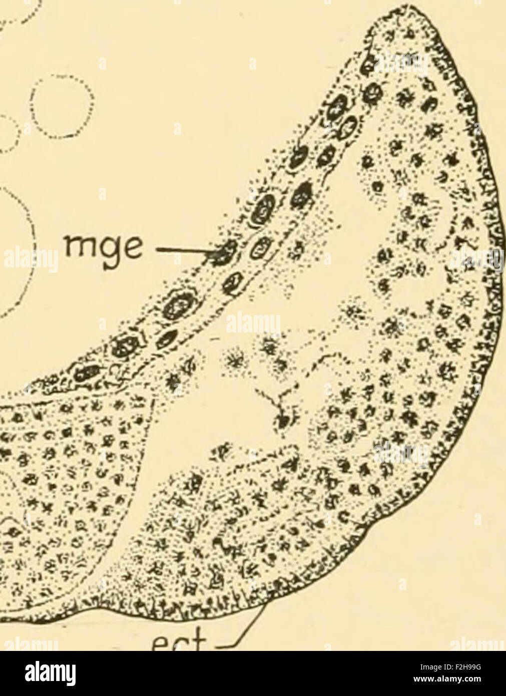 Embryology of insects and myriapods; the developmental history of insects, centipedes, and millepedes from egg desposition [!] t Stock Photo