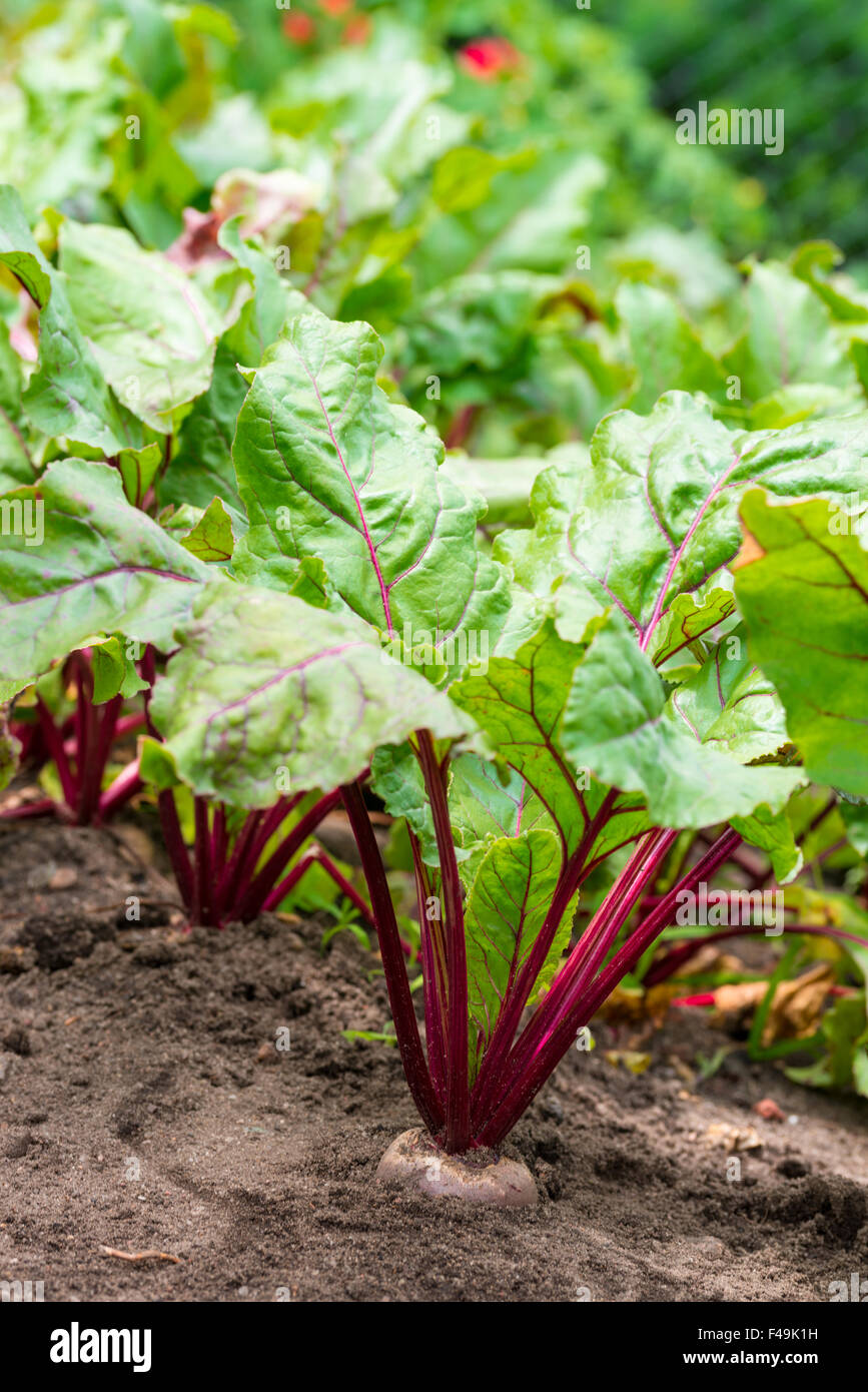 beetroot Stock Photo