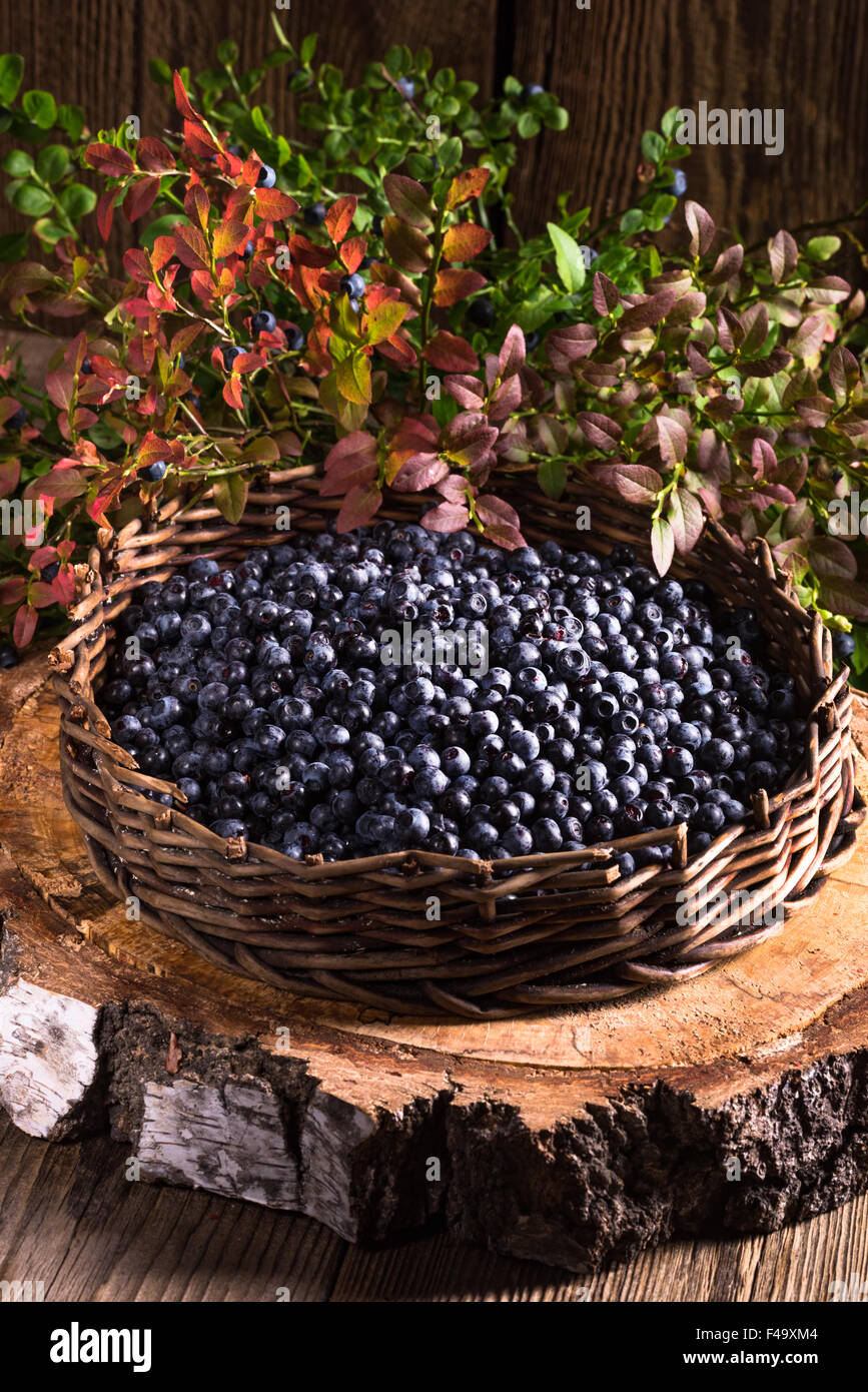 European blueberry Stock Photo