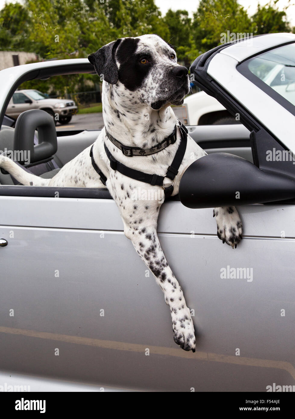 American Bulldog crossed with German Short-haired Pointer out for a ride. Stock Photo