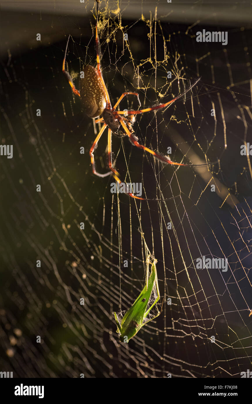 Banana Spider with leaf hopper in web. Stock Photo