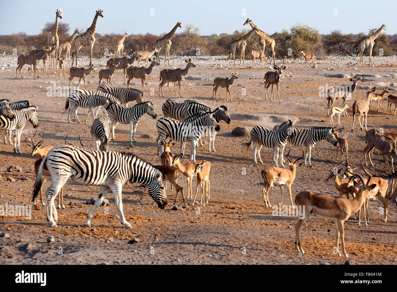 Animals congregating at Chudop Waterhole - Etosha National Park - Namibia, Africa Stock Photo