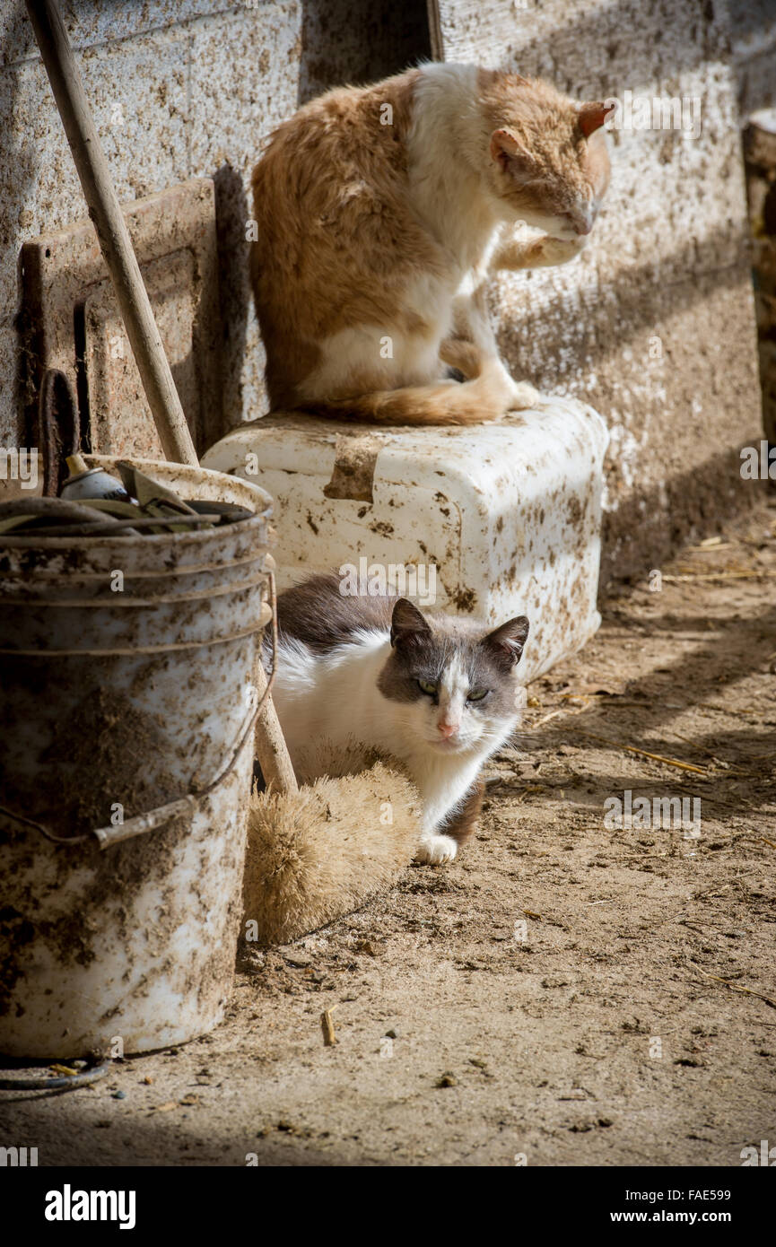 Barn cats Stock Photo