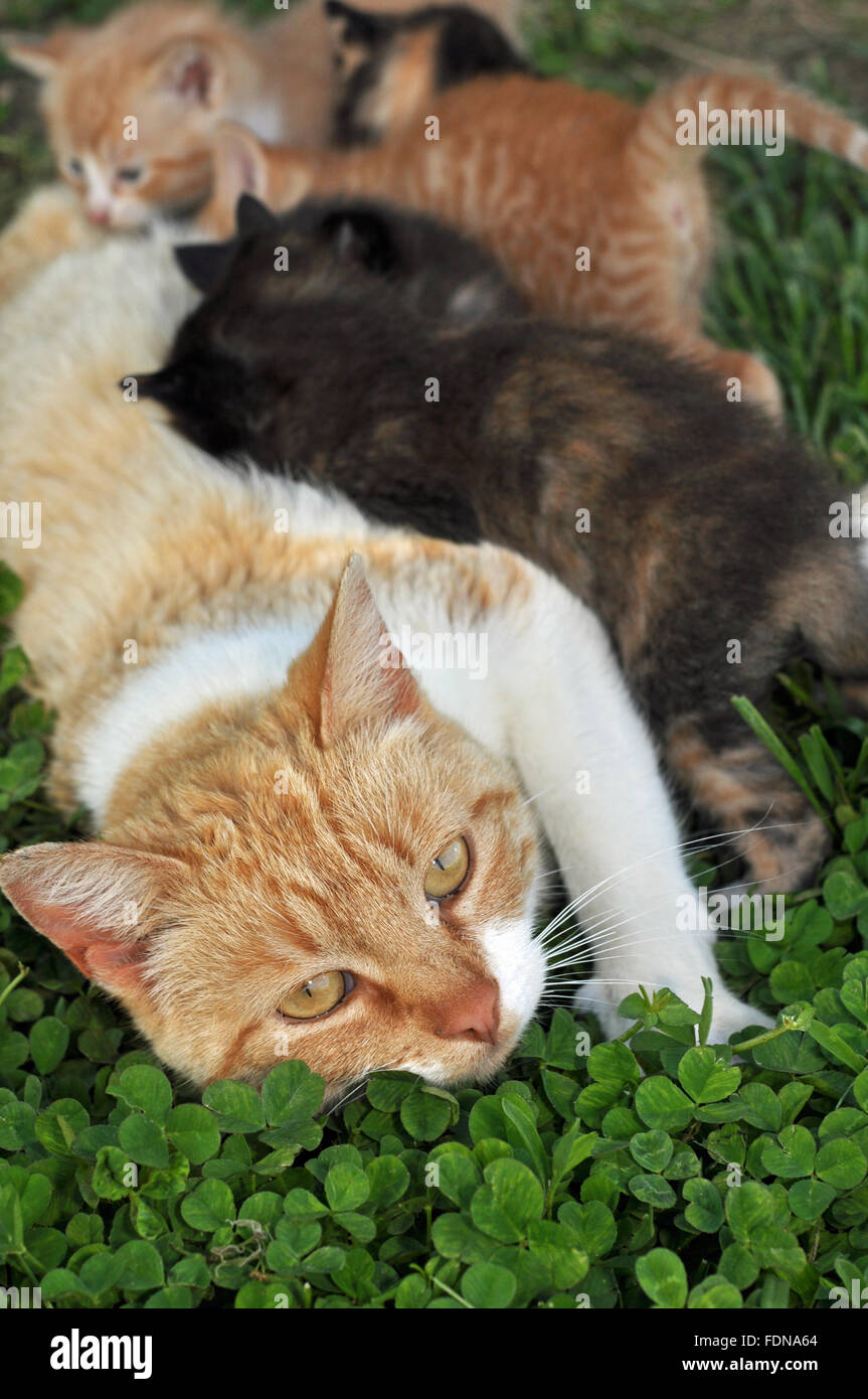 Momma cat nursing litter of kitten Stock Photo