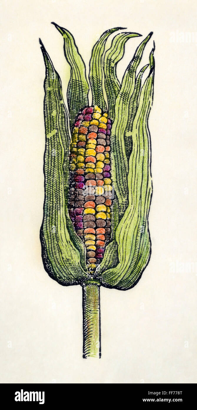 BOTANY: CORN, 1535. /nZea mays. The oldest printed picture of an ear of maize. Woodcut from Oviedo's 'Historia Natural,' Seville, Spain, 1535. Stock Photo