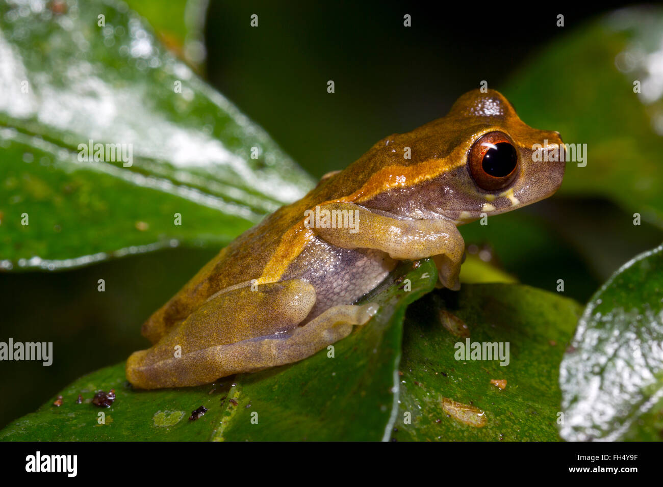 Short-headed Treefrog (Dendropsophus brevifrons) on a leaf in the rainforest, Pastaza province, Ecuador Stock Photo