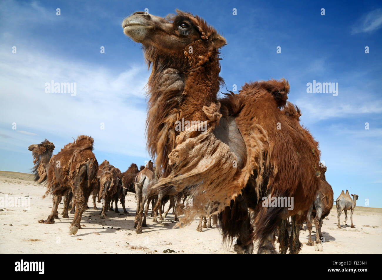 Mongolia wild camels Stock Photo