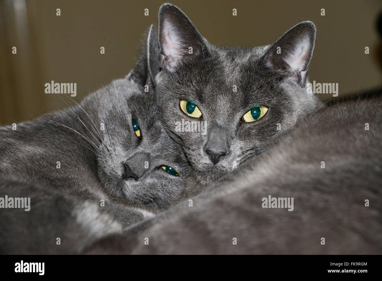 Twin cats Stock Photo