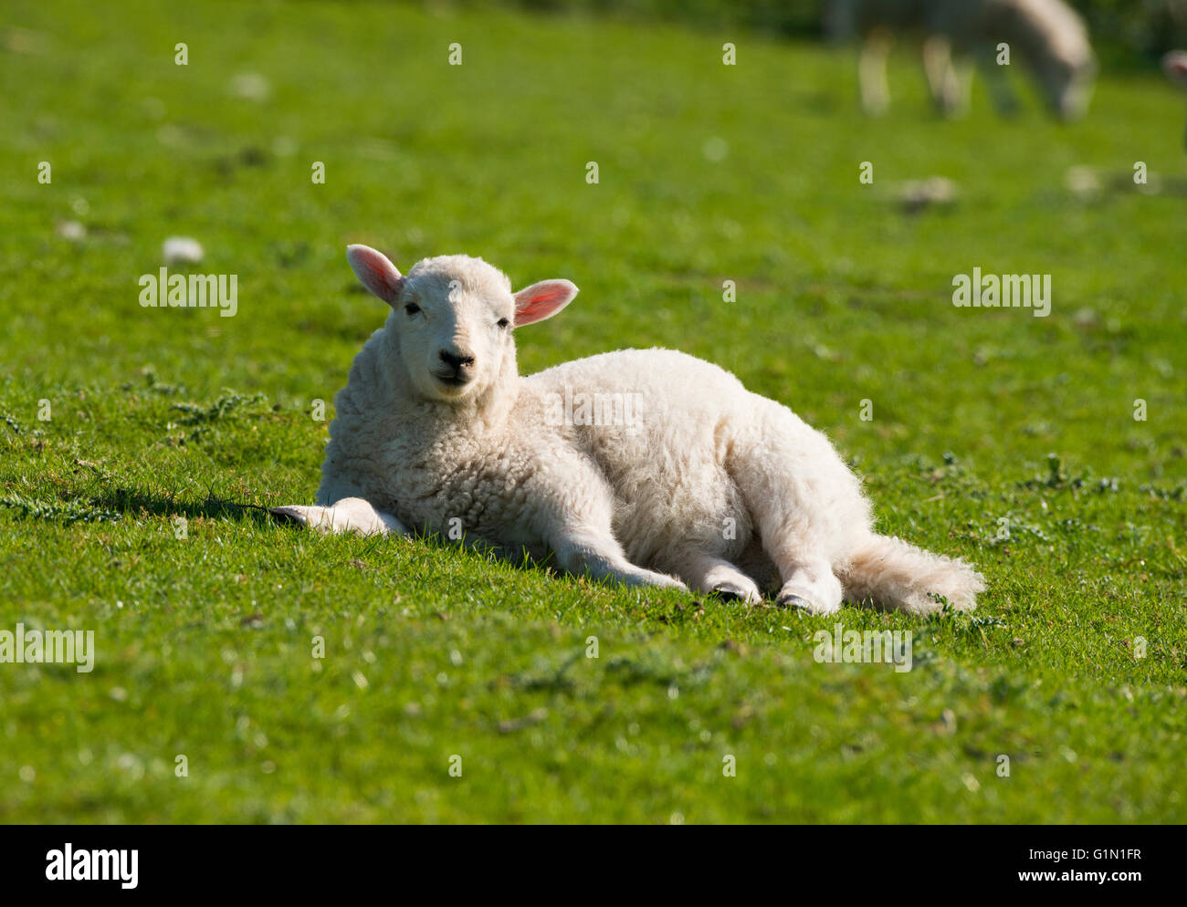 A lamb enjoying spring sunshine on Hopesay Common in Shropshire, England, UK. Stock Photo