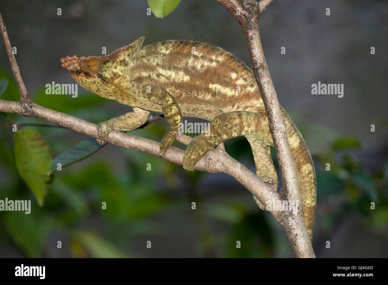 Short Horned Calumma brevicornis Madagascar Stock Photo