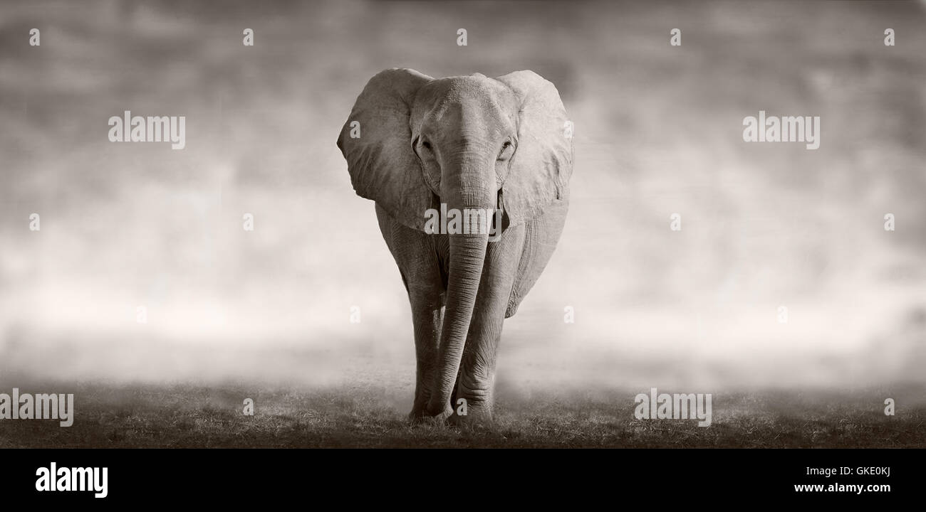 wild elephant animals Stock Photo