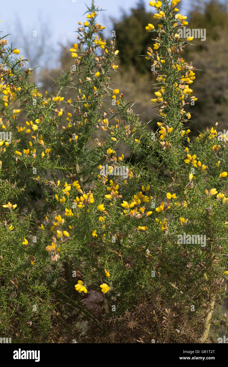 Europäischer Stechginster, Gewöhnlicher Stechginster, Ulex europaeus, common gorse, furze, whin Stock Photo