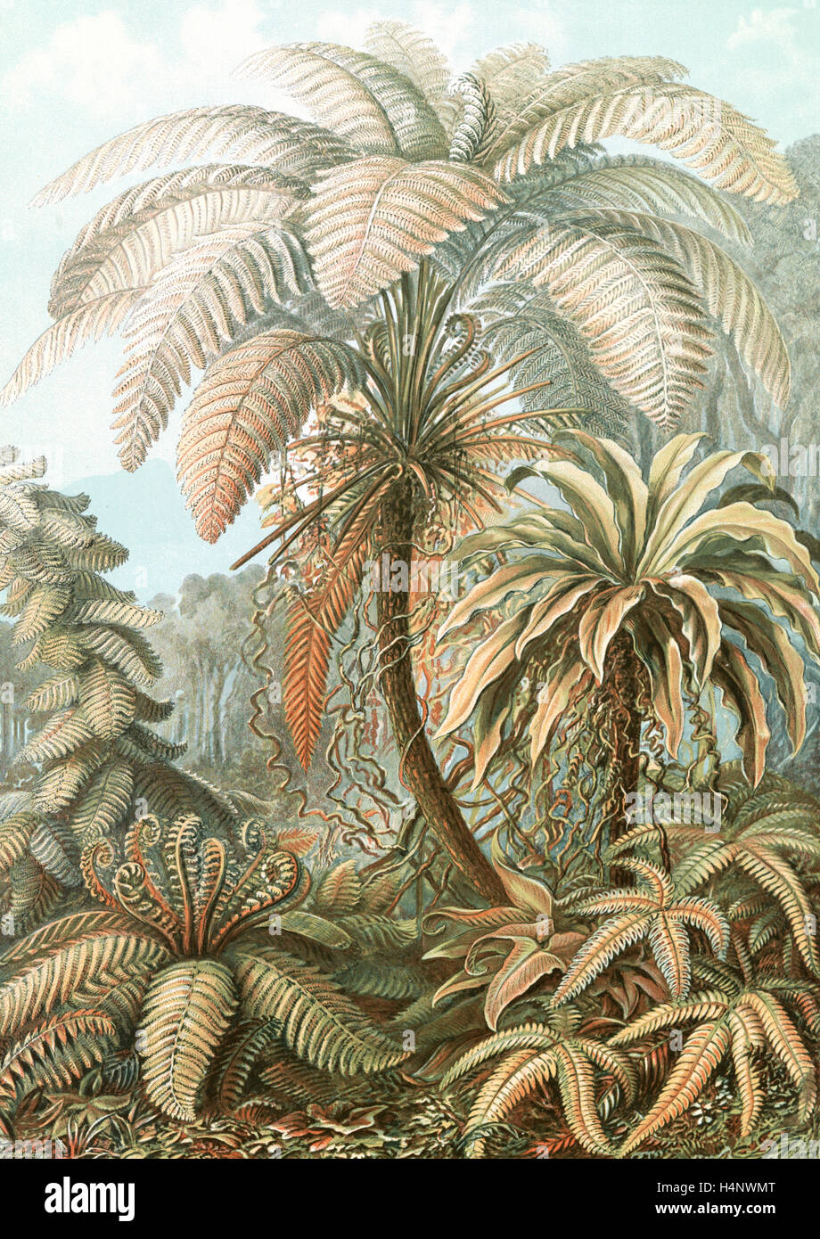 Illustration shows ferns. Filicinae. - Laubfarne, 1 print : color photomechanical ; sheet 36 x 26 cm., 1904. Ernst Haeckel Stock Photo