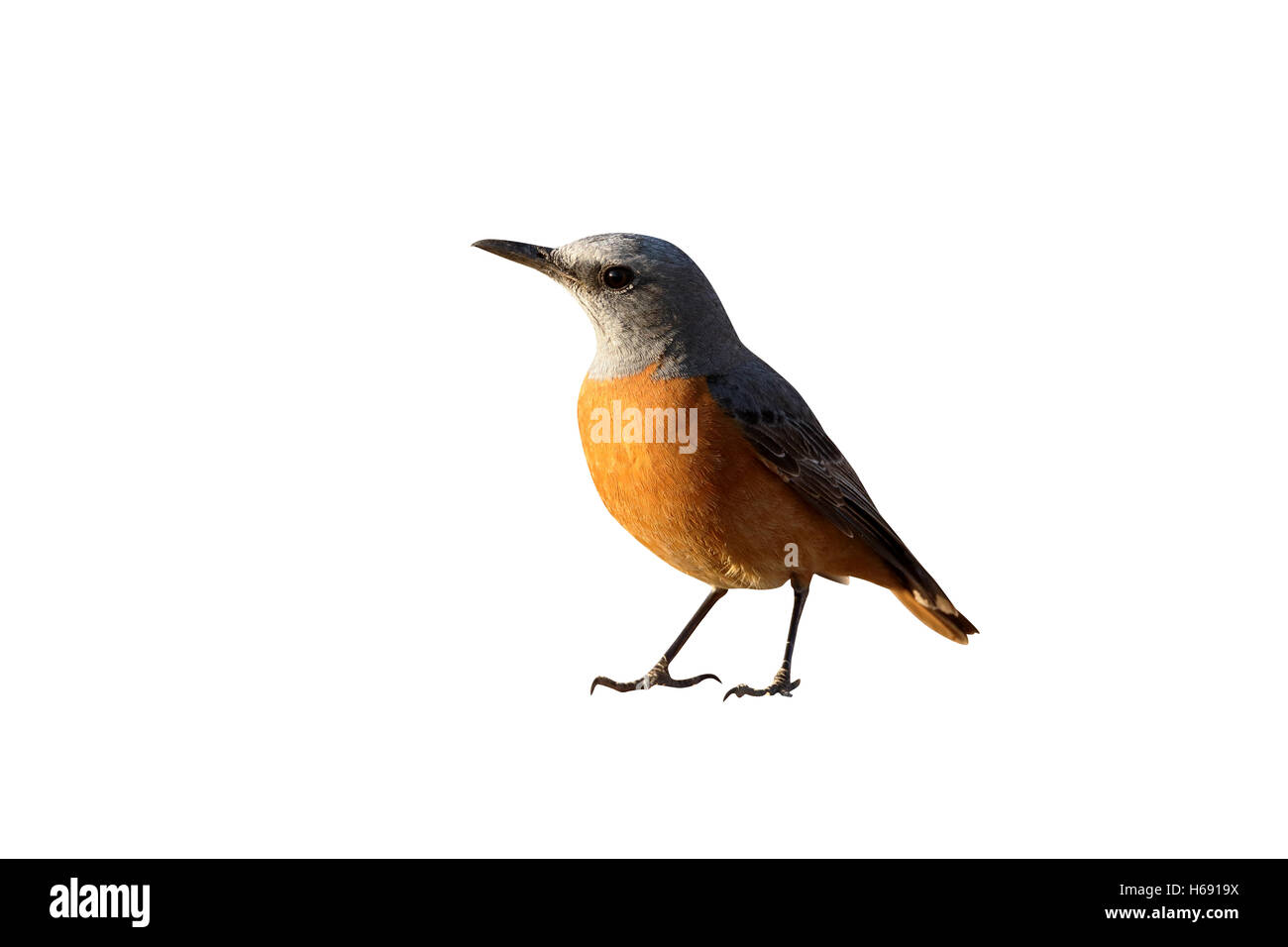 Short-toed rock-thrush, Monticola brevipes,  single bird on ground, South Africa, August 2015 Stock Photo