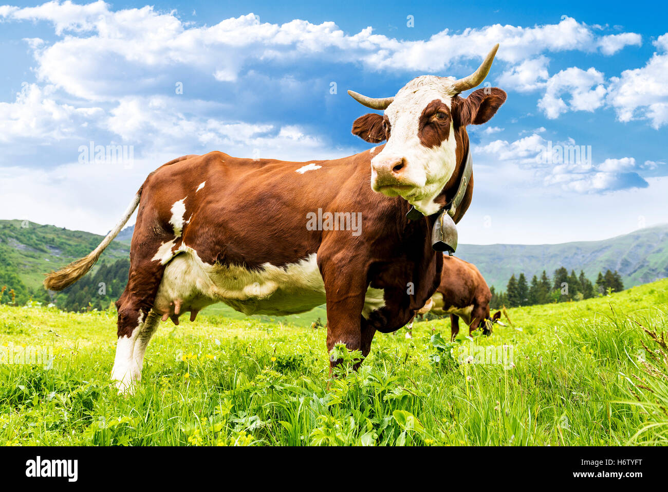 useful animals Stock Photo