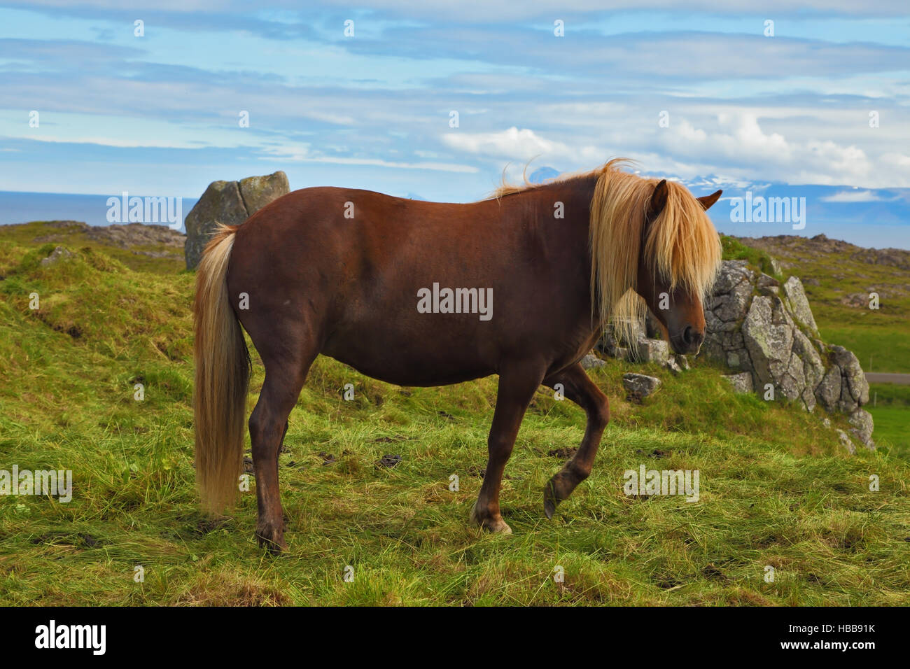 The sleek horse Stock Photo