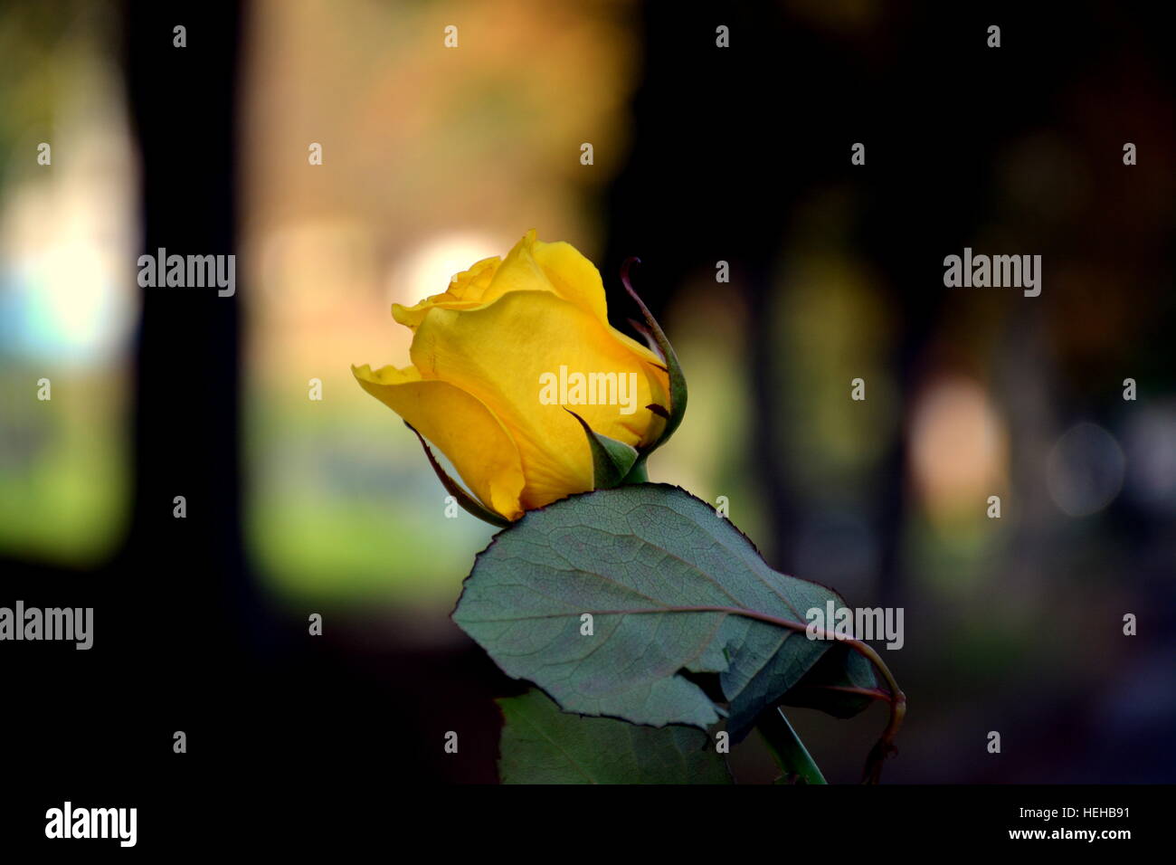 Yellow rose, stolen from nature. Stock Photo