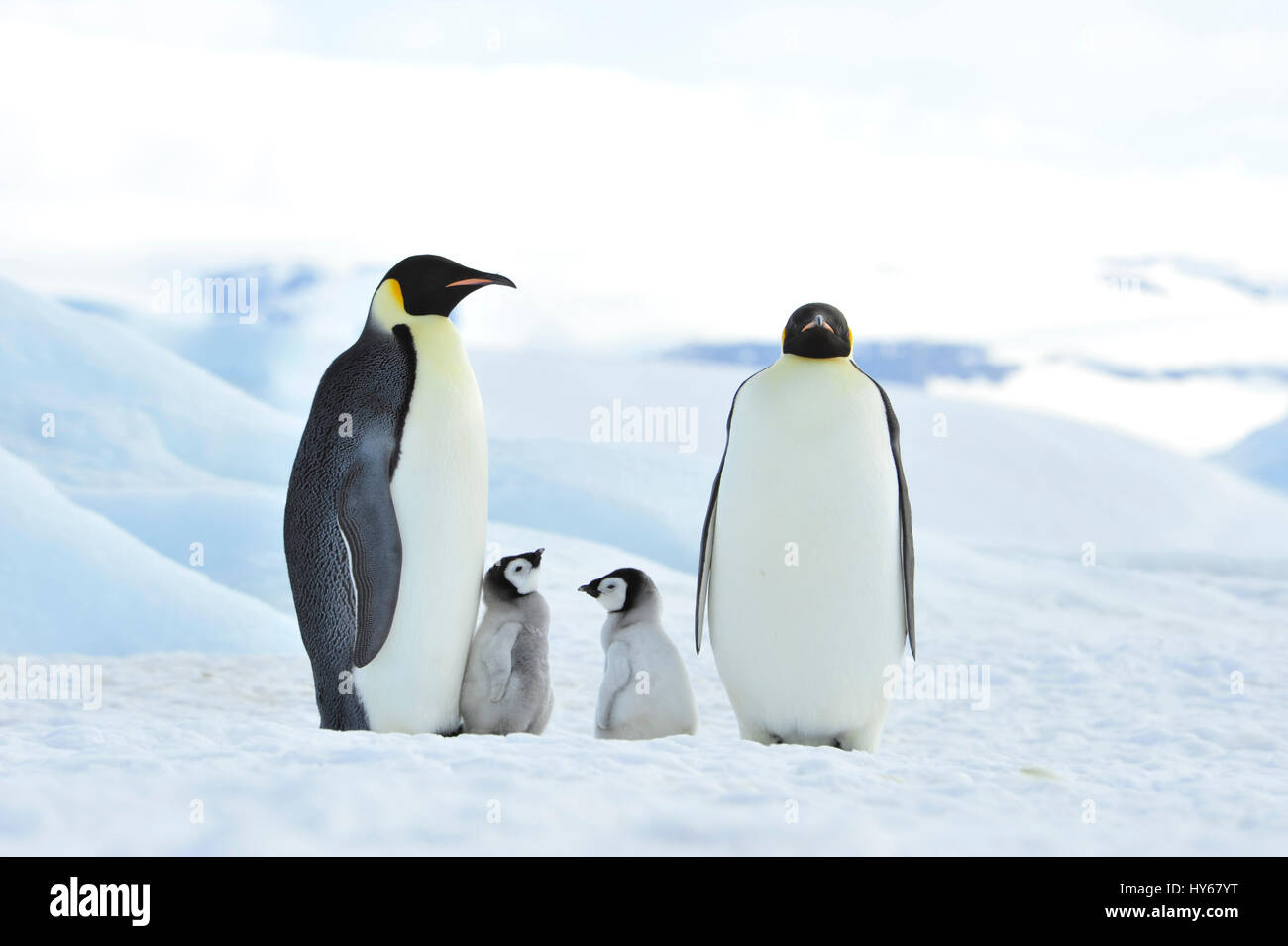 Emperor Penguins with chick Stock Photo