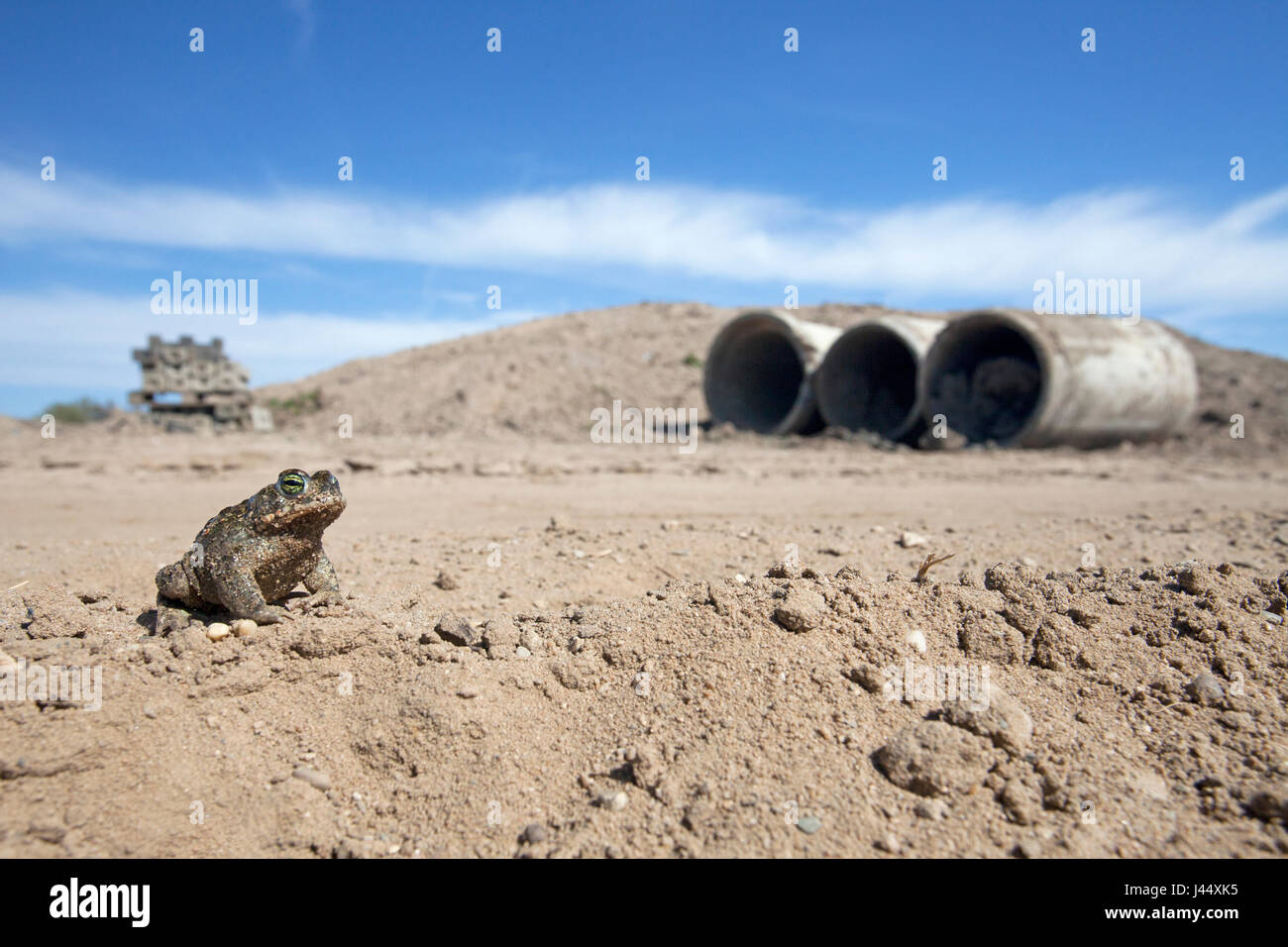 photo of a natterjack on a construction site with in the background sewage pipes Stock Photo