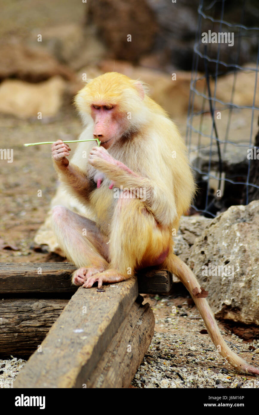 Zoo Animals-monkey Stock Photo