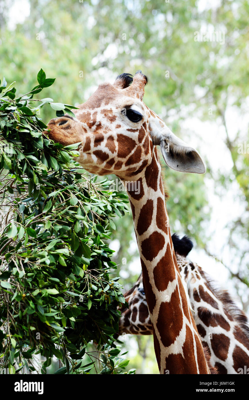 Zoo Animals - Giraffe Stock Photo