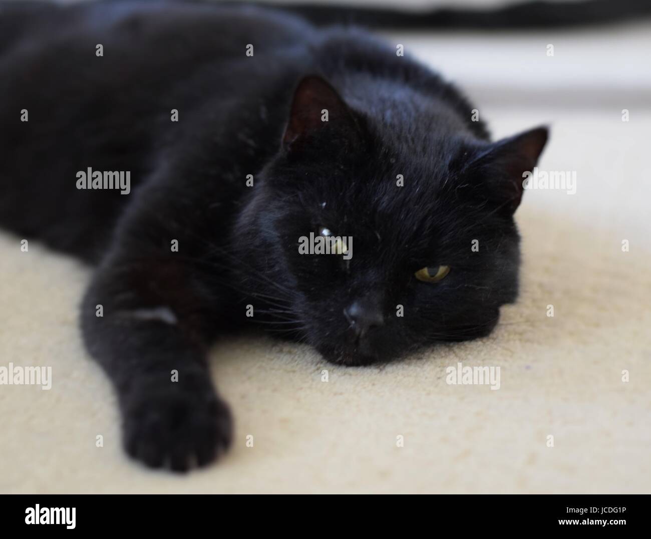 Close-up of black cat with green eyes Stock Photo