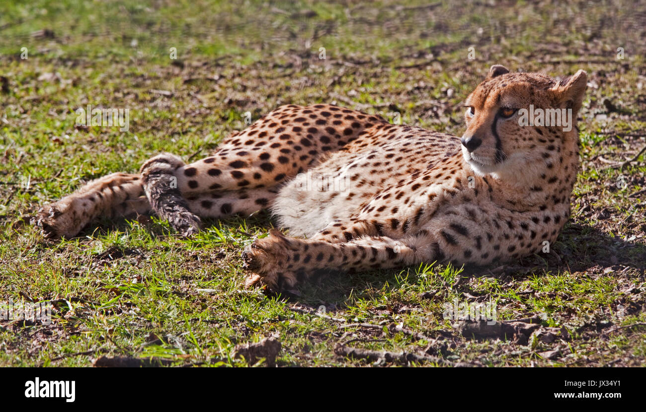 Cheetah (acynonyx jubatus) Stock Photo