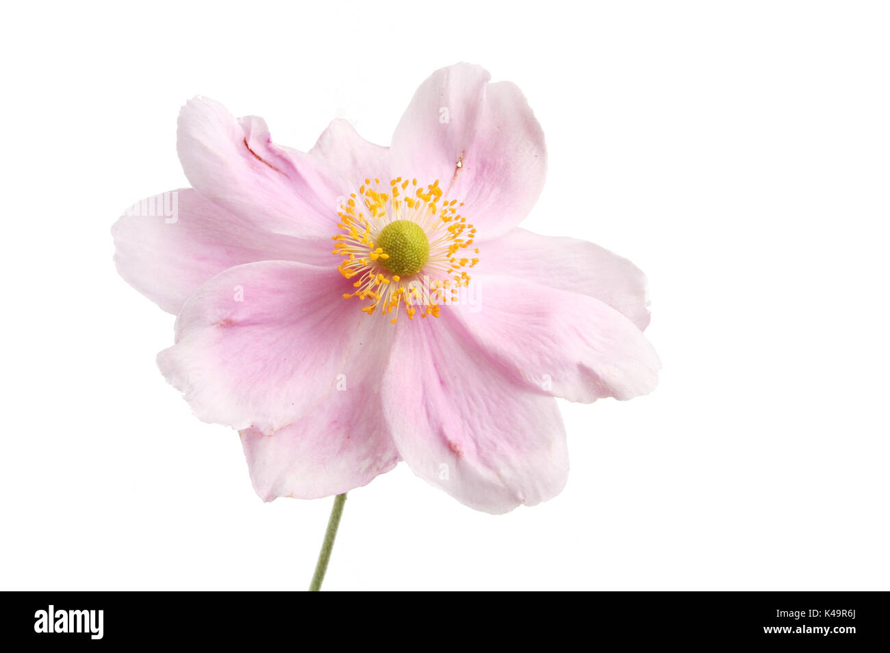 Pink anemone flower isolated against white Stock Photo - Alamy