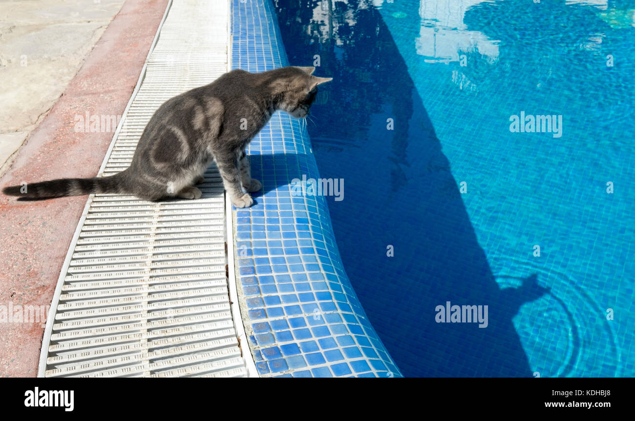 A stray cat looks at its reflection in a swimming pool in Paphos, Cyprus. Stock Photo