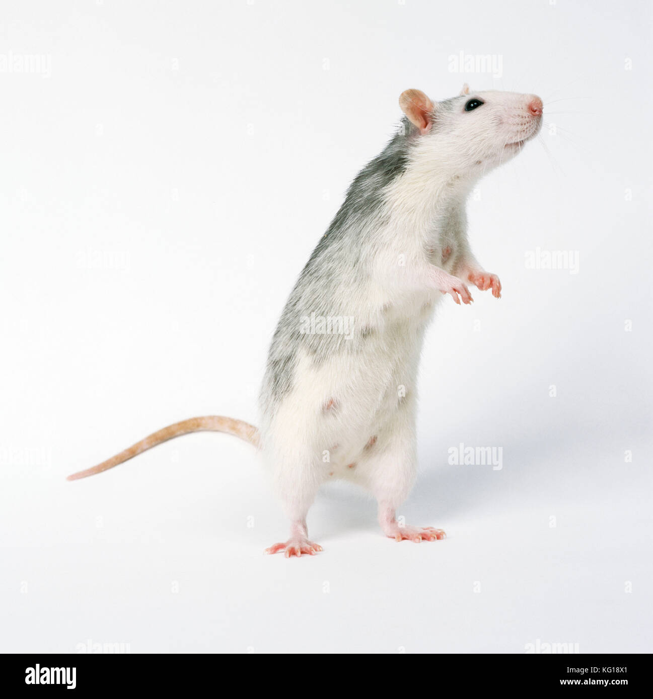 Pet RAT - standing on hind legs Stock Photo