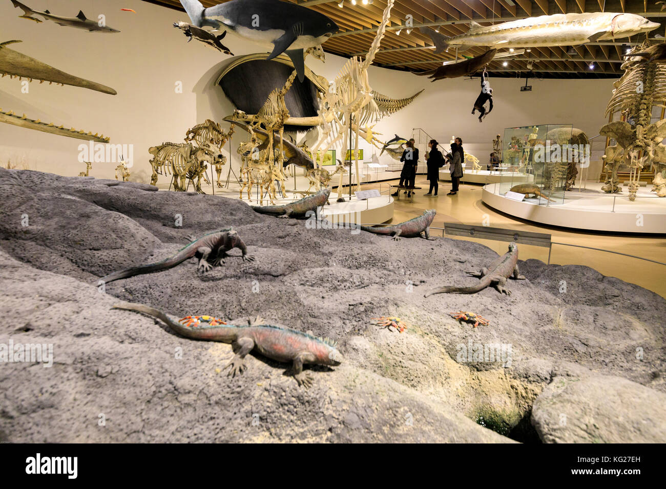 People in the interior rooms of the Zoological Museum, University of Copenhagen, Denmark, Europe Stock Photo