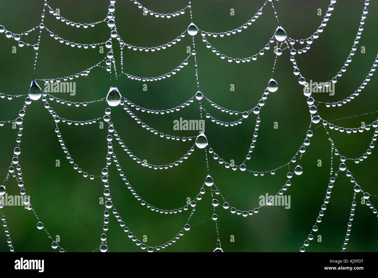 Spider web with morning dew. Stock Photo