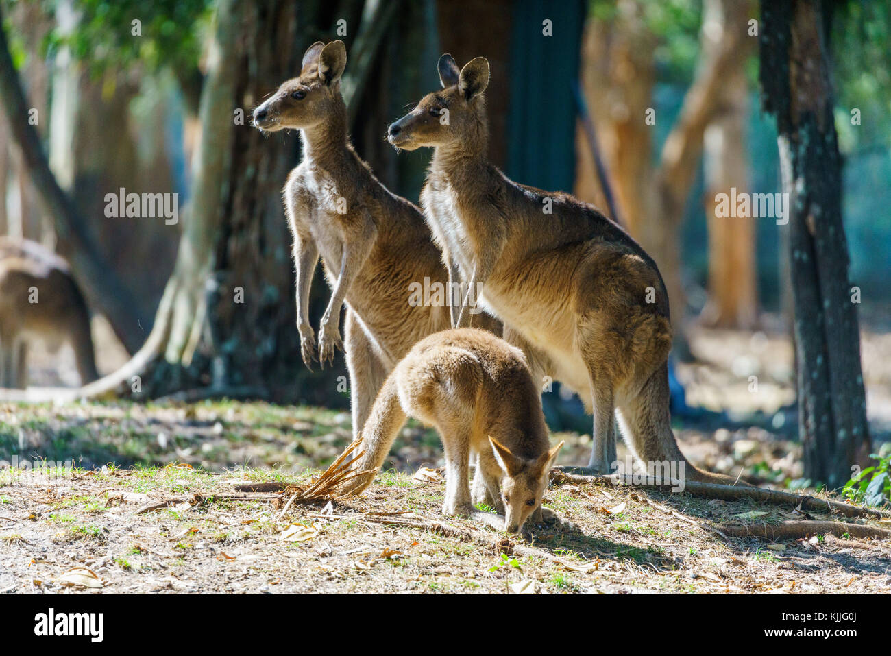 Animals and beaches, Gold Coast, Australia, lizard, Cangoroo, snake, seal Stock Photo