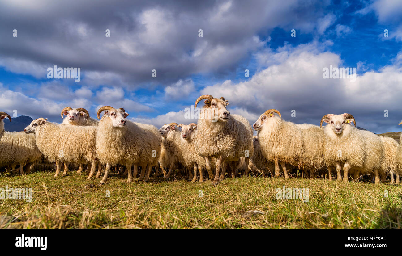 Icelandic Sheep, Autumn round-up, Iceland Stock Photo