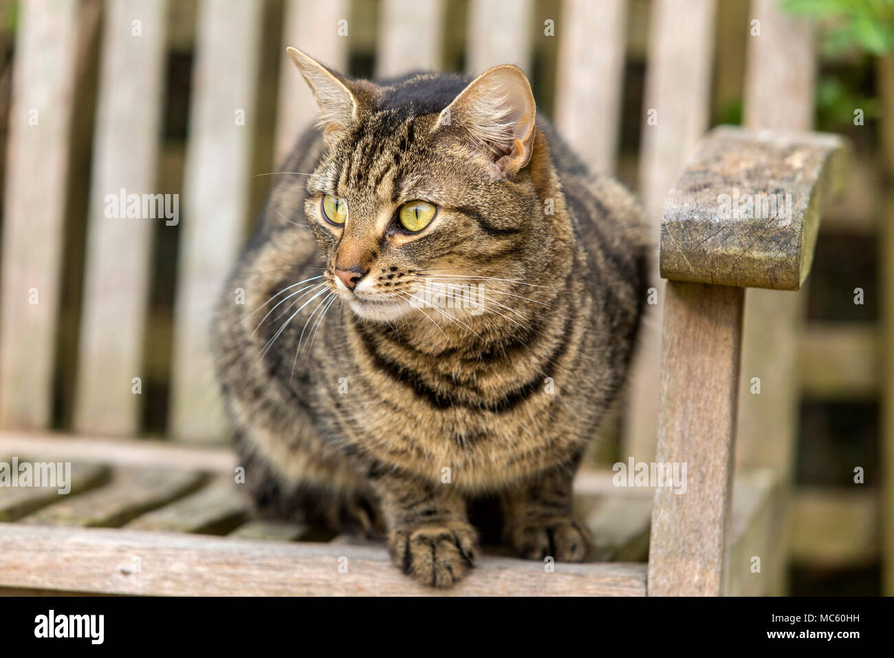 Young tabby cat, bengal cat sat outdoors on a garden bench Stock Photo