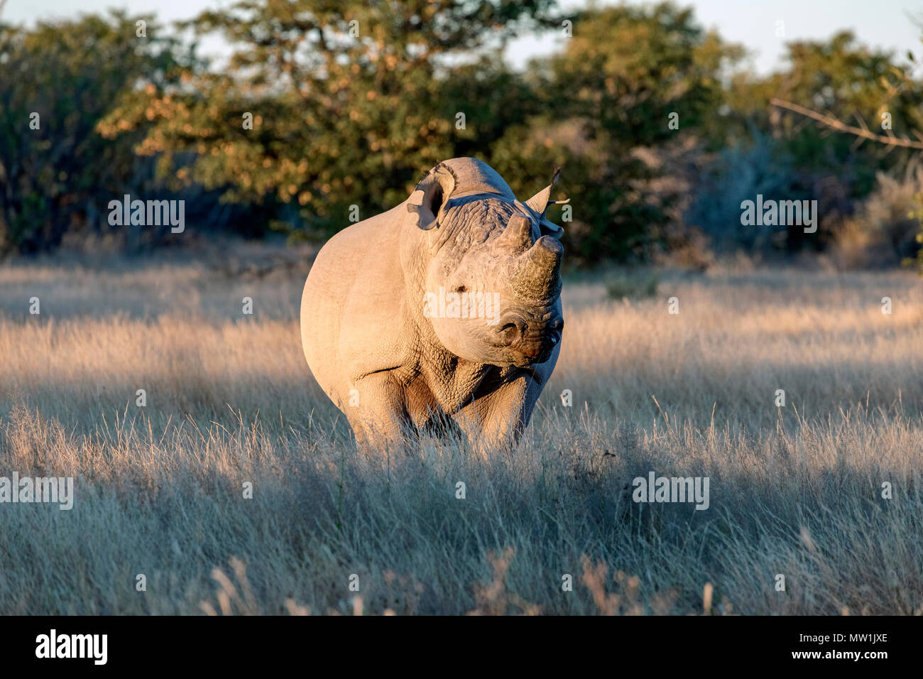 Etosha National Park, Namibia, Africa Stock Photo