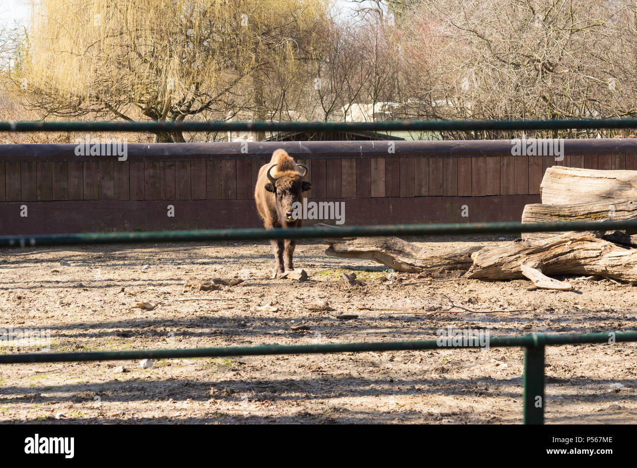 Bufalo Stock Photo