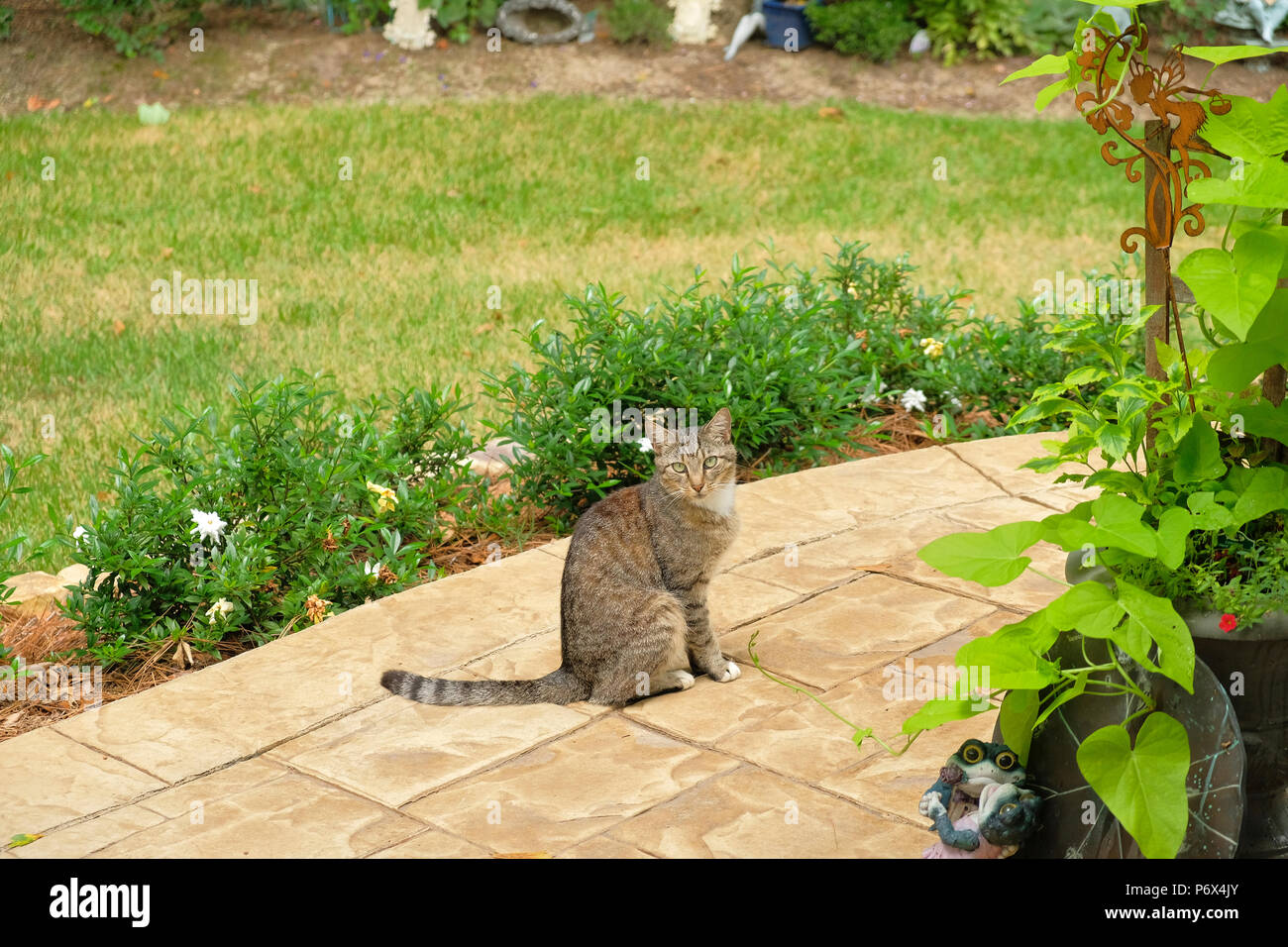 Grey tiger stripe domestic short hair tabby cat outdoors standing on a garden patio. Stock Photo