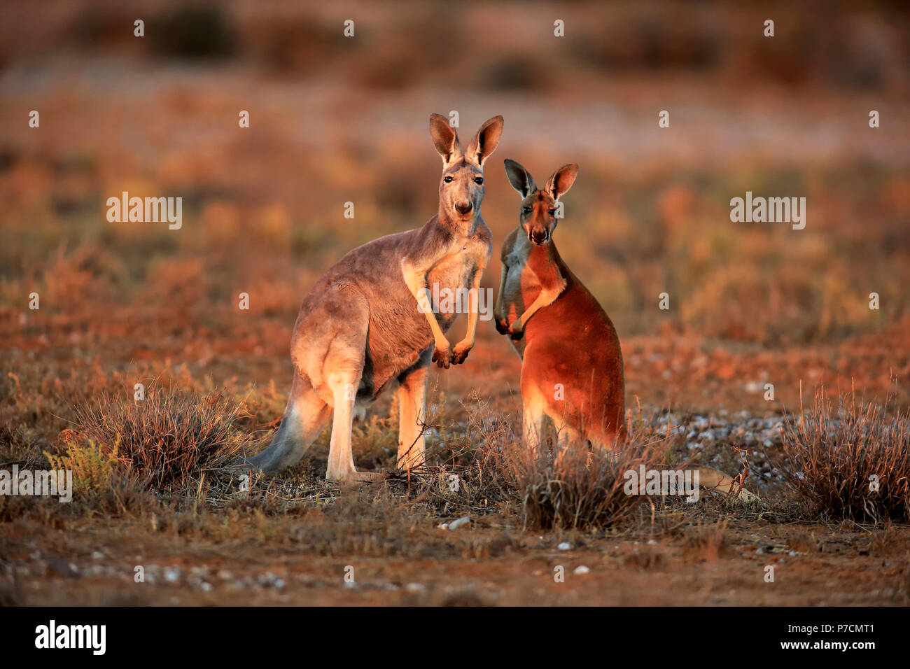 Red Kangaroo, female with subadult, Sturt Nationalpark, New South Wales, Australia, (Macropus rufus) Stock Photo