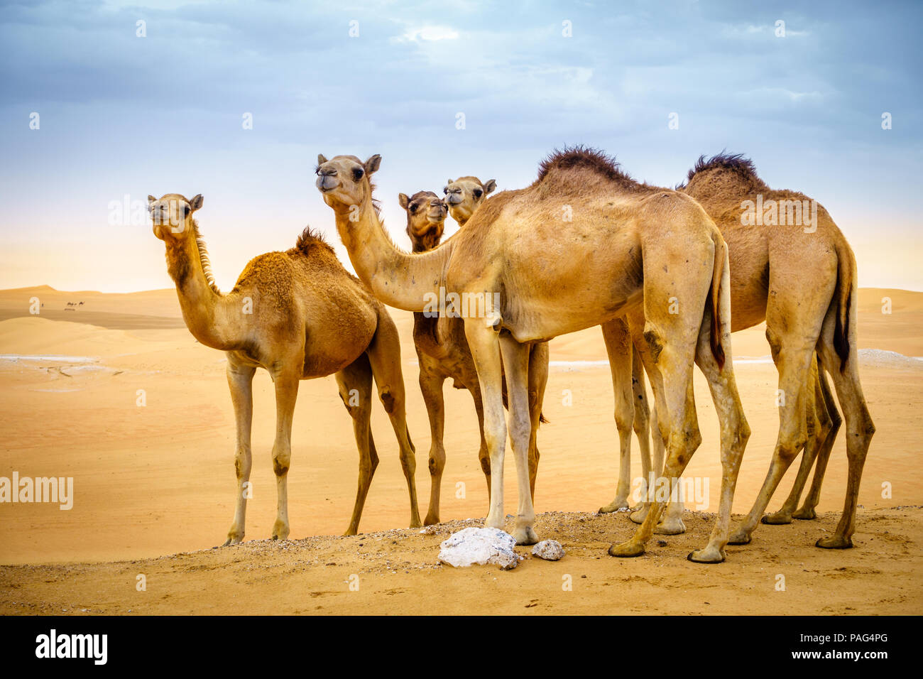 A herd of wild camels in the desert near Al Ain, UAE Stock Photo