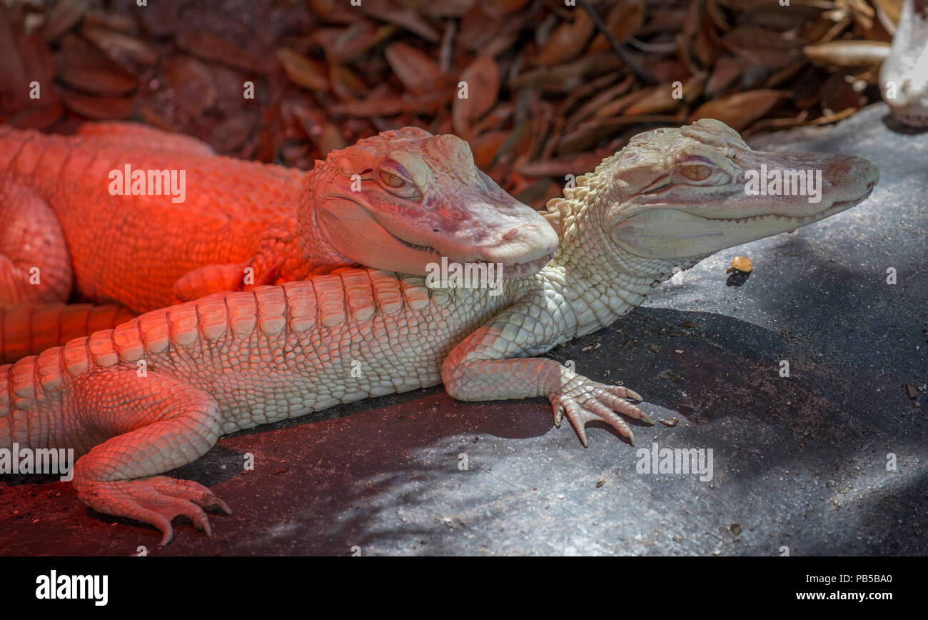 Albino alligators at St. Augustine Alligator Farm Zoological Park in St Augustine Florida Stock Photo