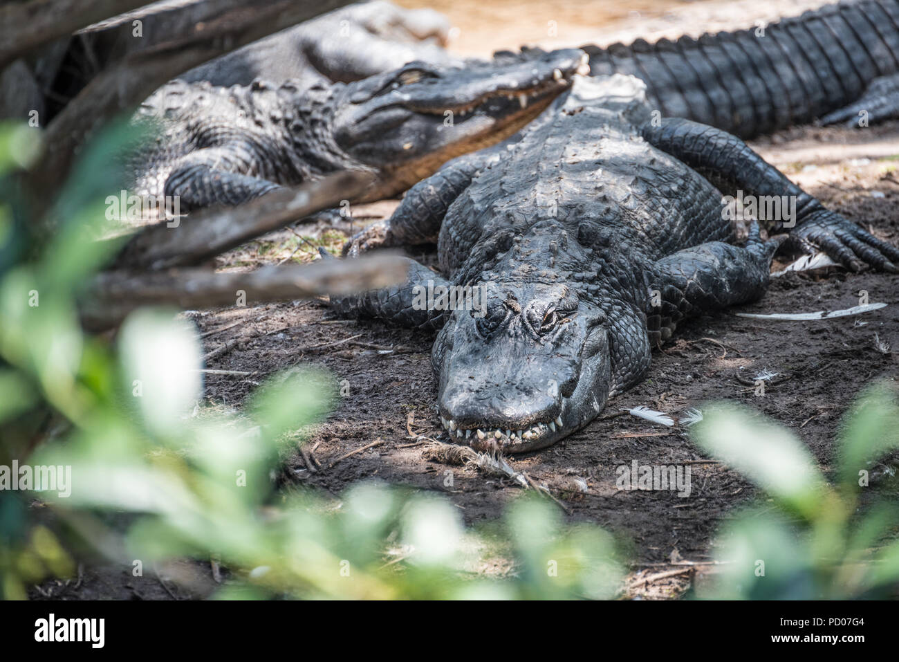 Resting alligators at St. Augustine Alligator Farm Zoological Park in St. Augustine, Florida. (USA) Stock Photo