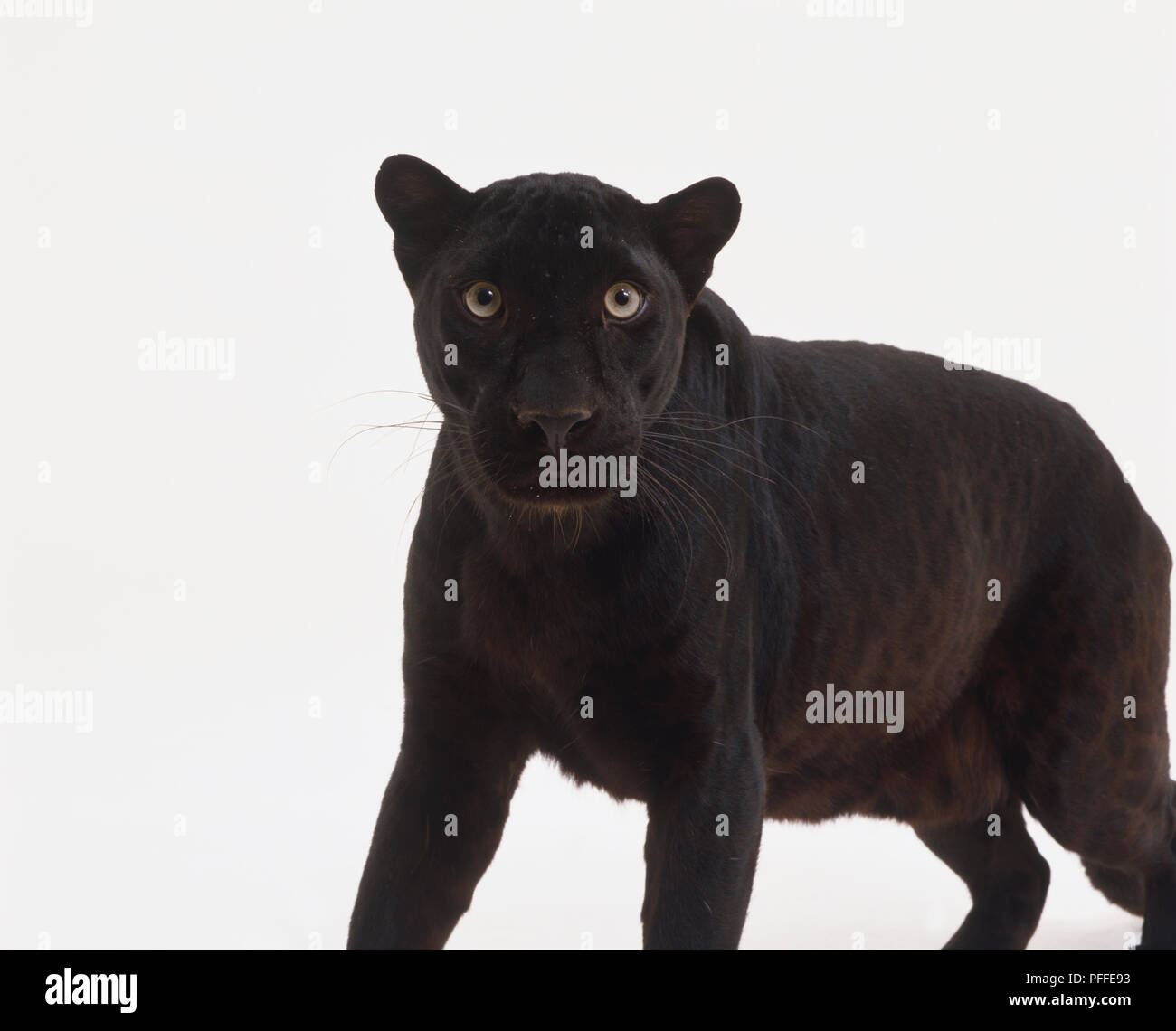 Standing Black Panther (Panthera pardus), looking at camera. Stock Photo